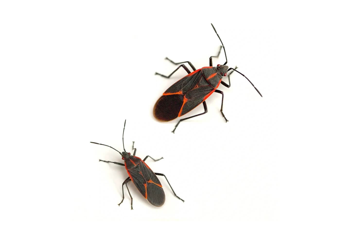 SES Termite & Pest Control