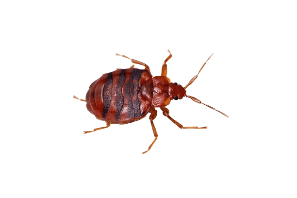 SES Termite & Pest Control