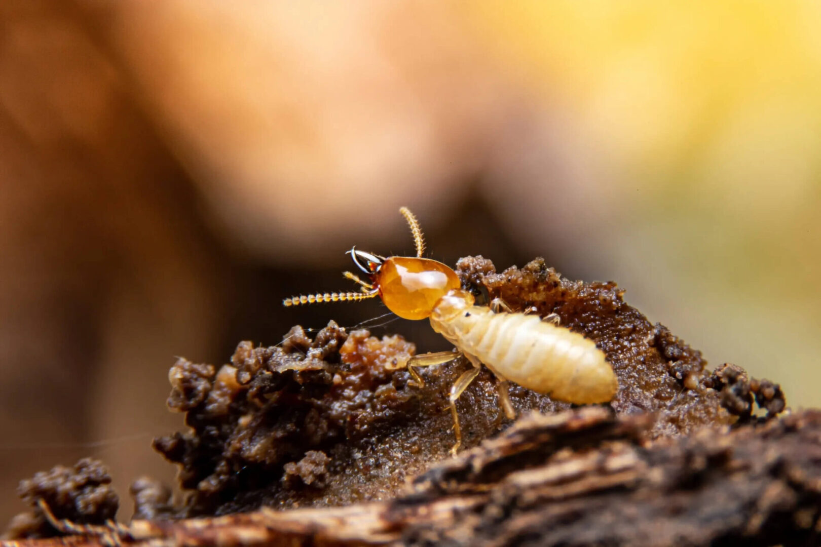 SES Termite & Pest Control