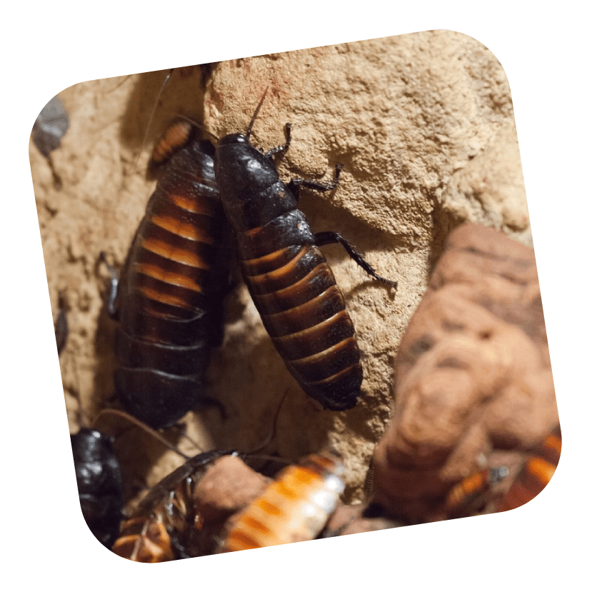 SES Termite & Pest Control