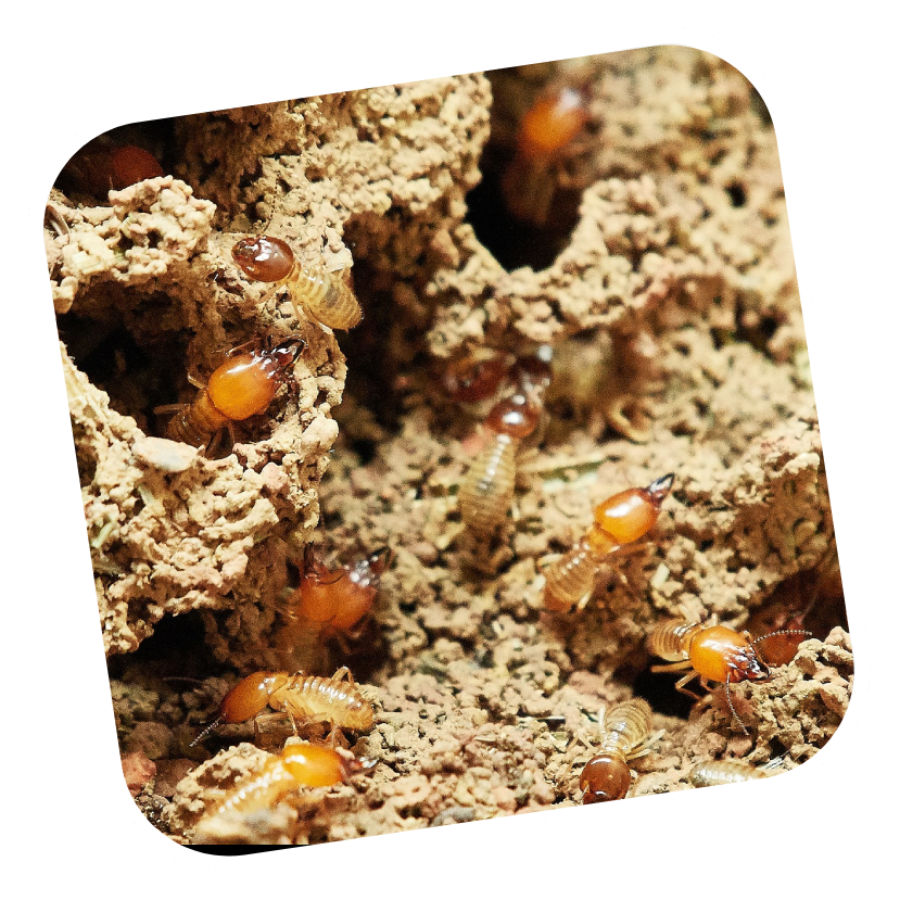 SES Termite & Pest Control